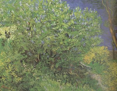 Vincent Van Gogh Lilacs (nn04) France oil painting art